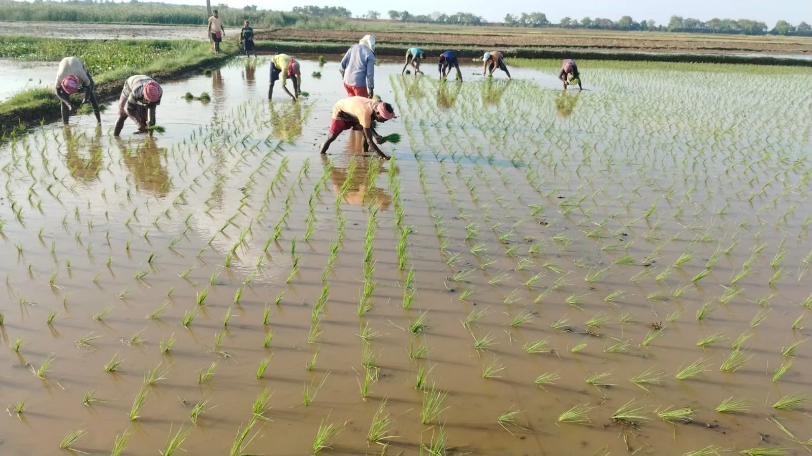 Paddy Transplantation